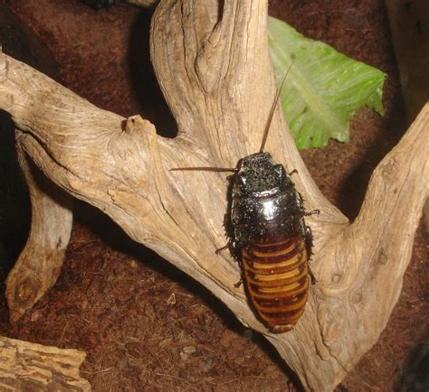 Madagascar hissing cockroach Free Photo Download | FreeImages