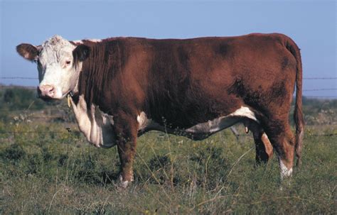 What are hereford cattle known for