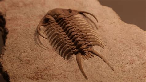 Rare Fossils of Ancient Trilobites - YouTube