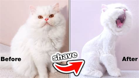 I Shaved My Fluffy Persian Cat At Home (Incredible Change 🤣) - YouTube