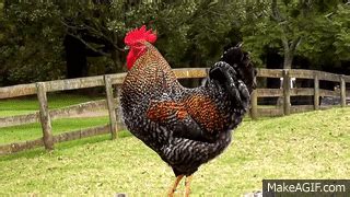 Rooster Crowing Compilation Plus - Rooster crowing sounds Effect on ...