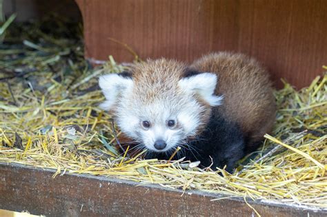 Red panda born at Newquay Zoo | ITV News West Country