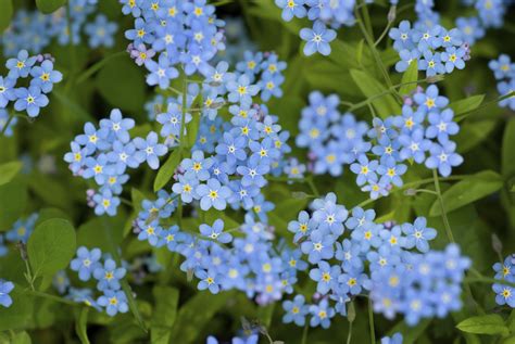 Foraging for edible flowers forget-me-nots