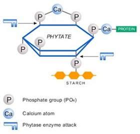 PHYTASE enzymes break down phytate. – Healthy Natural Therapy