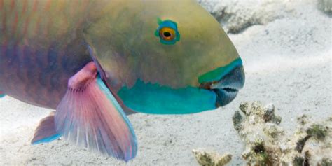 Actually, Some Sandy Beaches Are Made of Parrotfish Poop | Inverse