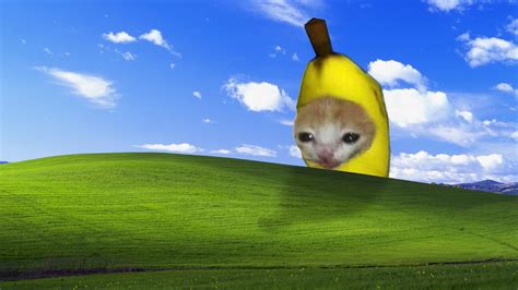 Banana Cat Wallpapers - 4k, HD Banana Cat Backgrounds on WallpaperBat