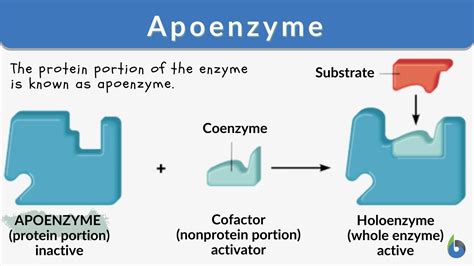 Apoenzyme - Definition and Examples - Biology Online Dictionary