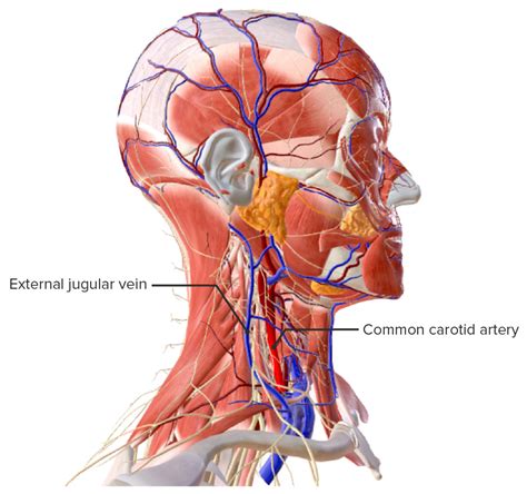 Víspera transmitir Agente anatomia arteria carotida interna Política ...