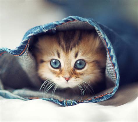 TOP 15 Really Cute Kittens ~ Amits IT Blog (Latest Technology News)