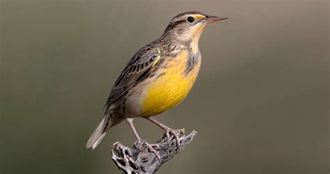 Chihuahuan Meadowlark Identification, All About Birds, Cornell Lab of ...