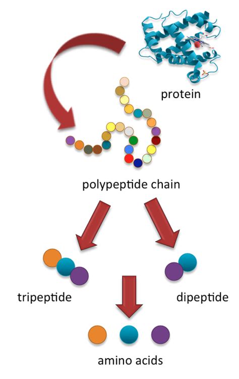 Digestion of proteins in human body - Online Science Notes