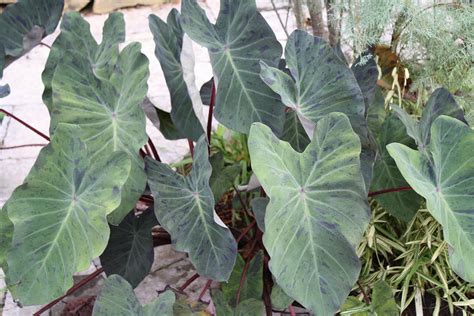 JLBG: Colocasia esculenta 'Black Marble'