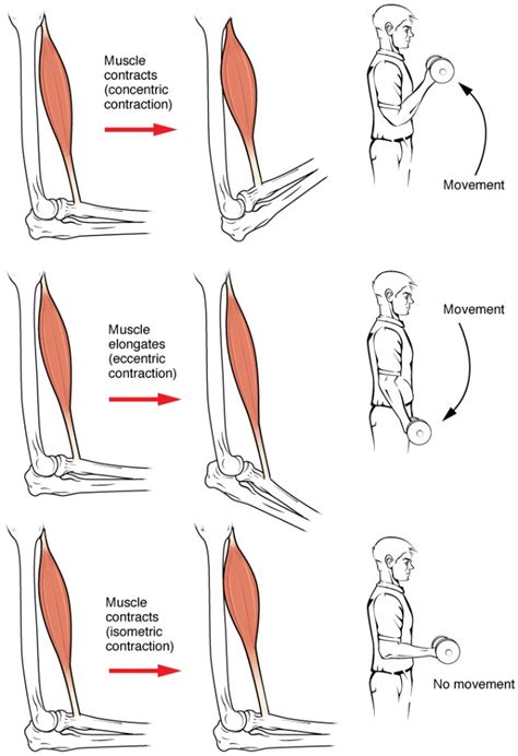 Difference Between Concentric and Eccentric Contractions | Compare the ...