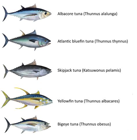 Tuna Species Identification Chart