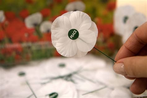 Poppy Appeal Remembrance Day 2018: Red, purple and white poppy meanings ...