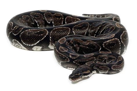 Ball Python Morphs: Discover The 50+ Types - AZ Animals