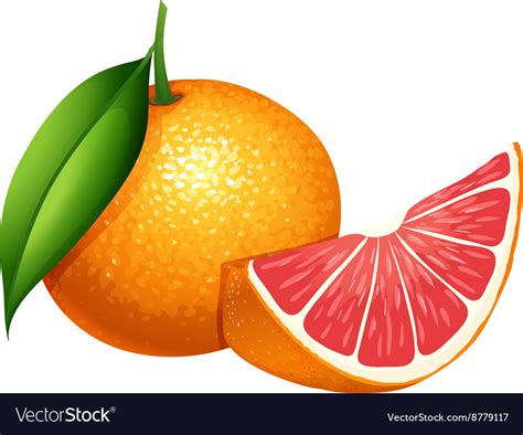 Fresh grapefruit on white background Royalty Free Vector