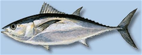 Blackfin Tuna: Facts, Characteristics, Habitat and More - Animal Place