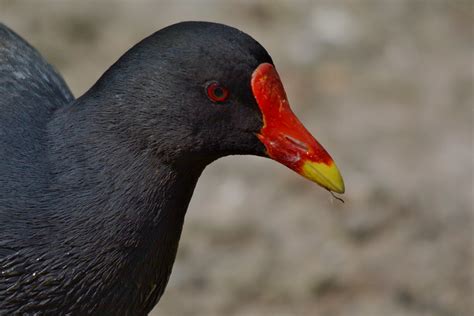 Moorhen | Moorhens are blackish with a red and yellow beak a… | Flickr