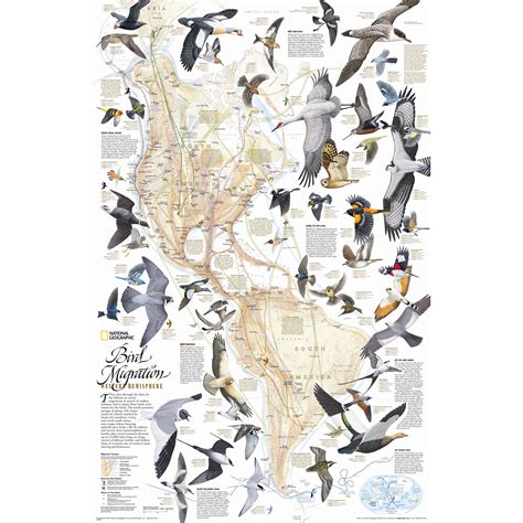 National Geographic Maps Bird Migration, Western Hemisphere Wall Map ...