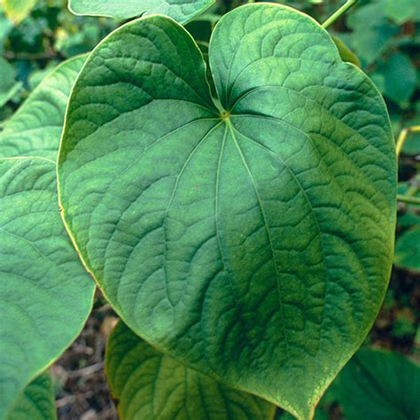 Kava: Usefulness and Safety | NCCIH