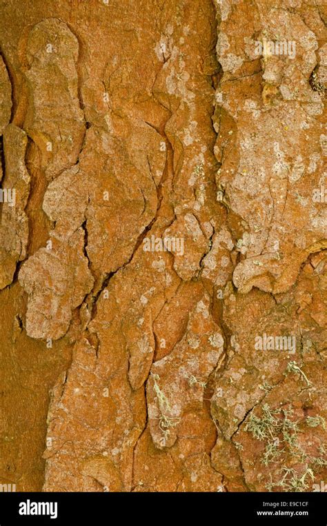 Sycamore Tree Bark Stock Photo - Alamy