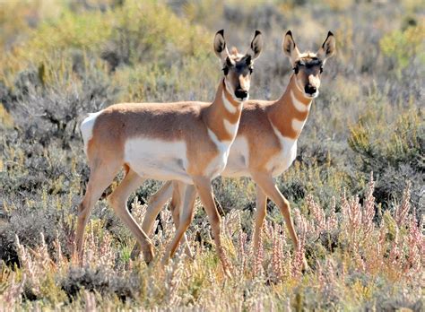 Desert mystery: Why have pronghorn antelope returned to Death Valley?