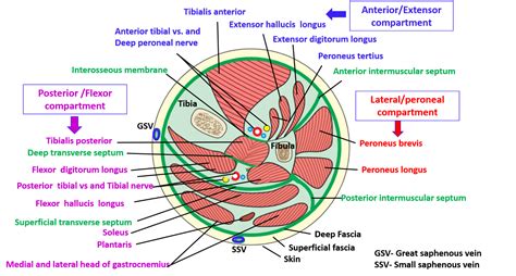 Anterior Compartment of Leg , Muscles , their action and nerve supply ...