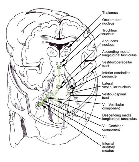 Vestibular nuclei and their connections | Audiology, Anatomy, Neuroscience