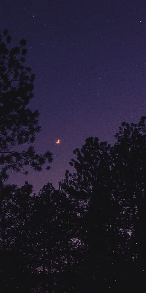 Purple night sky, dark, forest, nature, stars, HD phone wallpaper | Peakpx