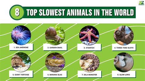 The Top 8 Slowest Animals in the World - A-Z Animals