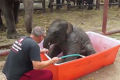 Baby Elephant Taking a Bath Is Just So Perfect