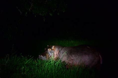 How Pablo Escobar's Hippos In Colombia Are Wreaking Havoc