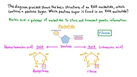 Question Video: Stating the Pentose Sugar Found in a RNA Nucleotide | Nagwa