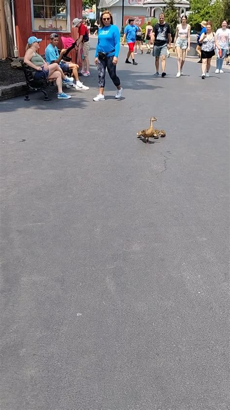 A family spending the day at [Kings Island] : r/rollercoasters