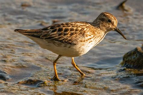 Shorebirds II: The Sandpipers – Nature in Novato