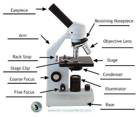 Qué es un microscopio compuesto y para qué sirve un microscopio ...