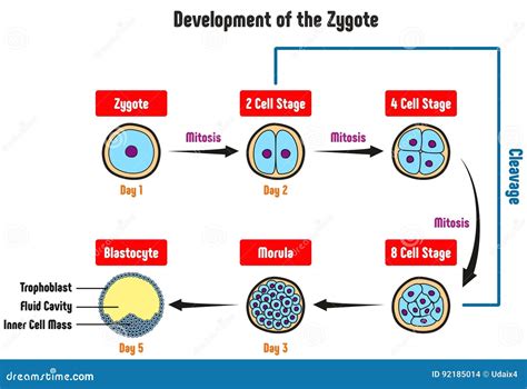 Embryo Development. Human Fetus Growth Stages Of Pregnancy Vector ...