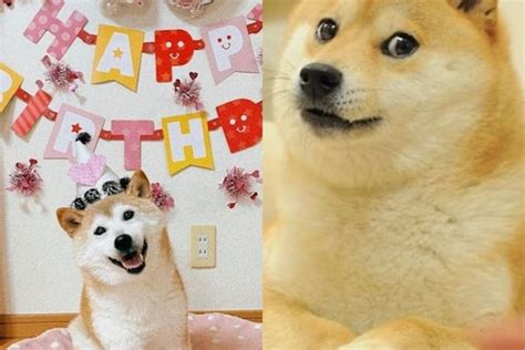 Shiba Inu Kabosu, Known as 'Doge Meme', Turns 16 - News18