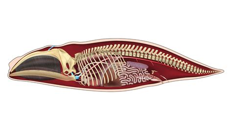 Sperm Whale Skeleton Diagram