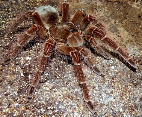 MF Lagertha - Theraphosa blondi (Goliath Birdeater) | Tarantula Forum