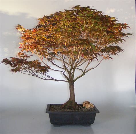 Dwarf Japanese Maple Bonsai Tree(acer Palmatum 'Capercis Dwarf ...