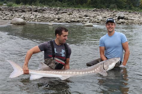 Wild Profile: Meet the white sturgeon - Cottage Life