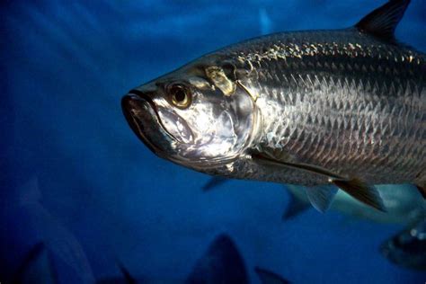 The Importance of Tarpon Protection: Why This Iconic Game Fish is Protected