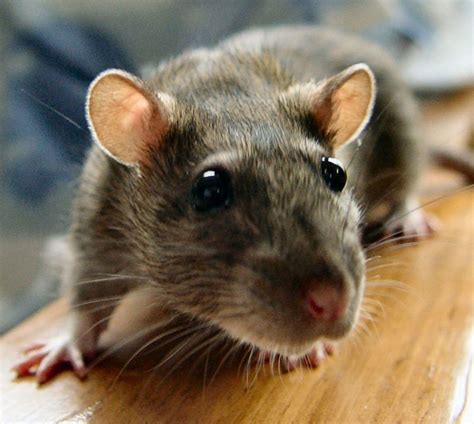 Disease spread by rat urine kills 1 person in New York City