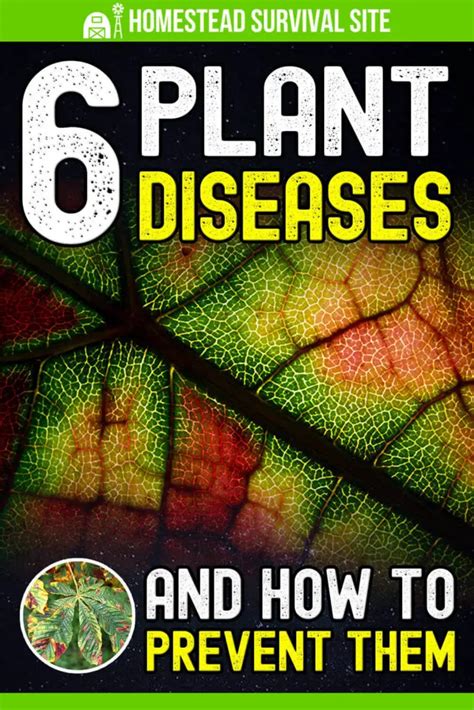 6 Plant Diseases and How to Prevent Them