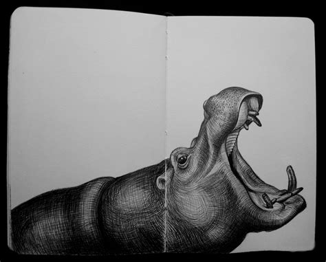 Pin by Tim Jeffs on Tim Jeffs Sketchbook | Animal sketches, Hippo ...