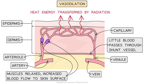 Vasoconstriction & Vasodilation - Gidemy Class Notes