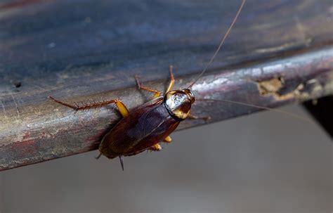 Why Are Roaches So Common in Florida? - Household Pests