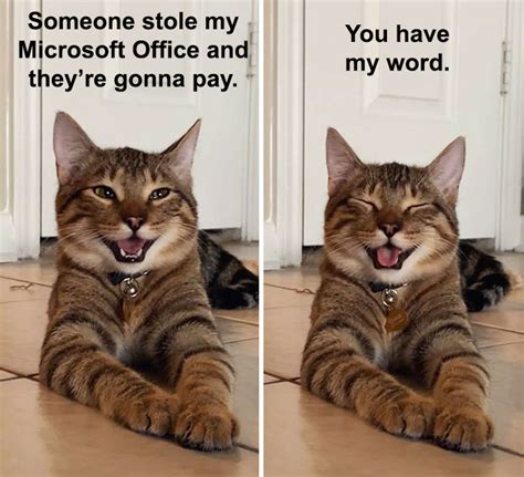 Owner Uploads Photos Of Their Laughing Cat, And It Becomes The New ‘Dad ...